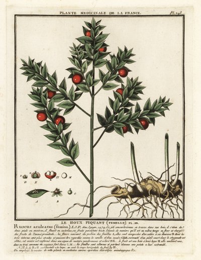 Mäusedorn, Ruscus aculeatus von Unbekannter Künstler