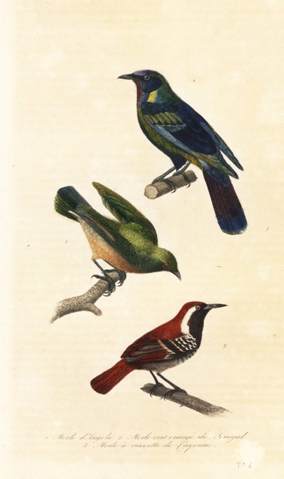 Kapstar, Bokmakierie und Rostrücken-Ameisenvogel von Unbekannter Künstler