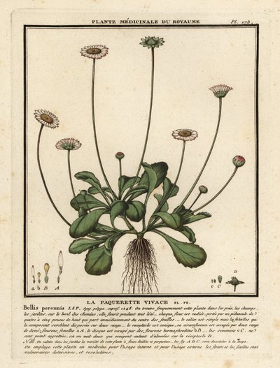 Gänseblümchen von Unbekannter Künstler
