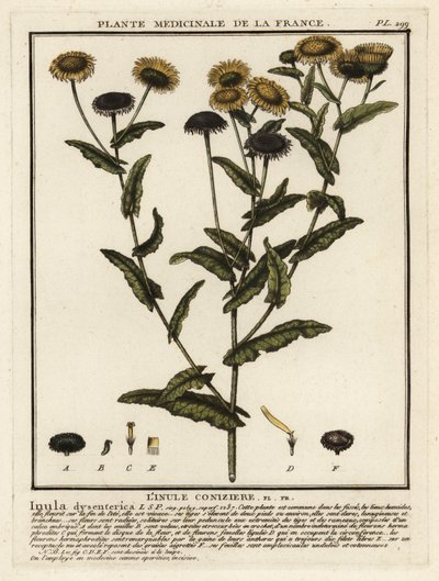 Gemeines Flohkraut, Pulicaria dysenterica von Unbekannter Künstler