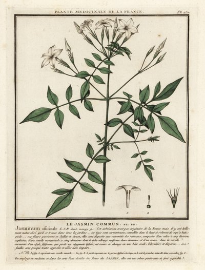 Echter Jasmin, Jasminum officinale von Unbekannter Künstler