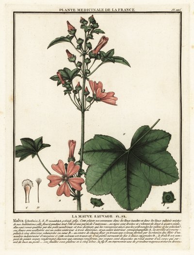 Wilde Malve, Malva sylvestris von Unbekannter Künstler