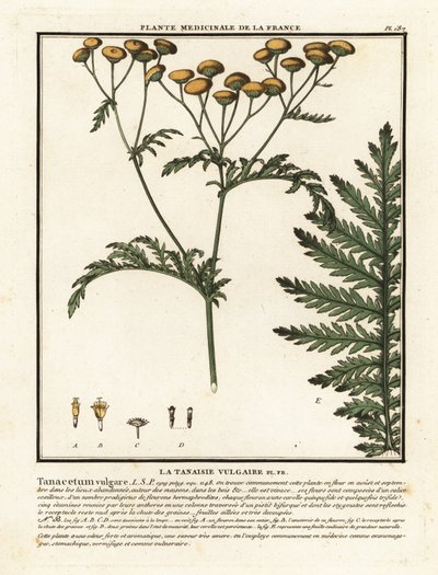 Gemeine Schafgarbe, Tanacetum vulgare von Unbekannter Künstler
