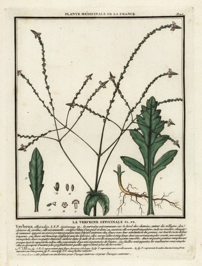 Echtes Eisenkraut, Verbena officinalis von Unbekannter Künstler