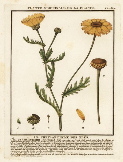 Korn-Ringelblume, Glebionis segetum von Unbekannter Künstler