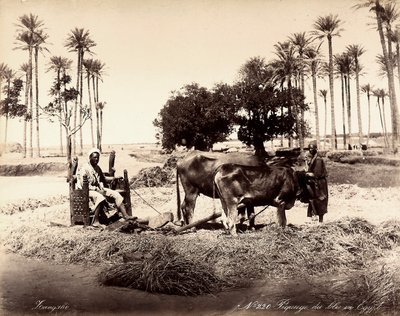 Getreideernte in Ägypten. von Unbekannter Künstler