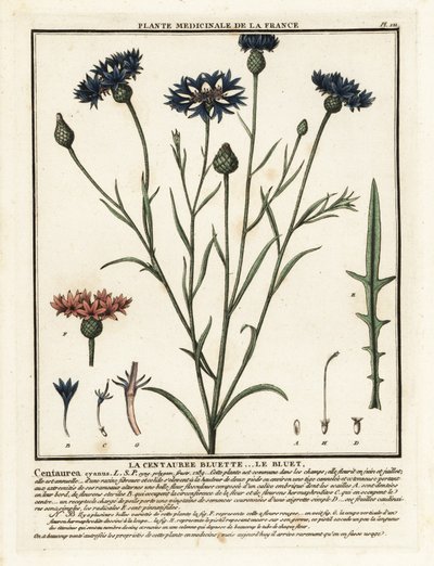 Kornblume, Cyanus segetum von Unbekannter Künstler