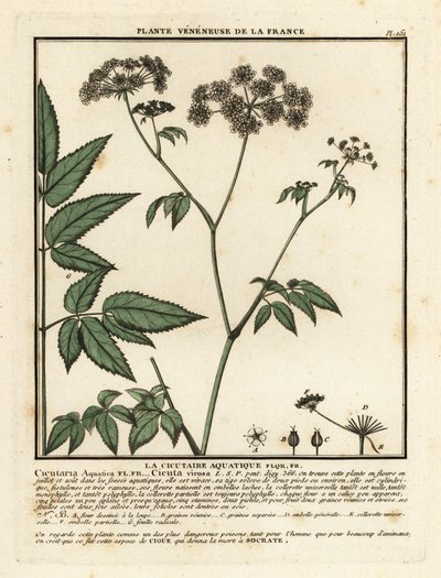 Wasserschierling, Cicuta virosa von Unbekannter Künstler