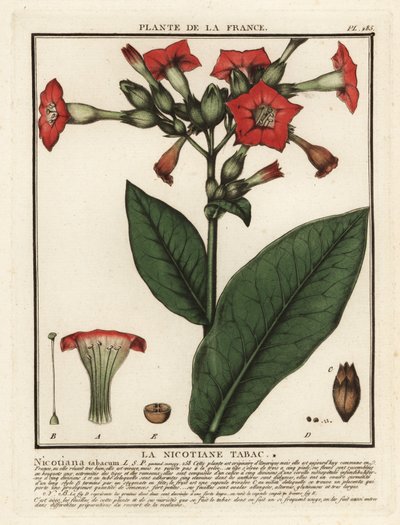 Virginischer Tabak, Nicotiana tabacum von Unbekannter Künstler