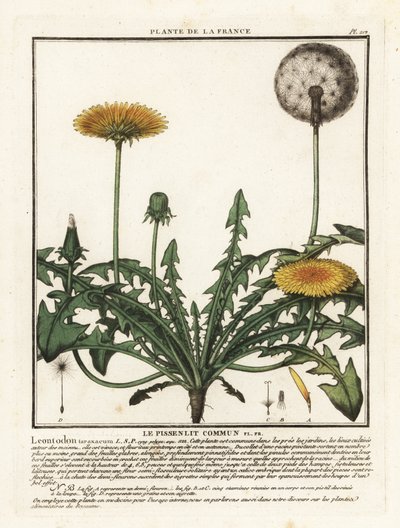 Löwenzahn, Taraxacum campylodes von Unbekannter Künstler