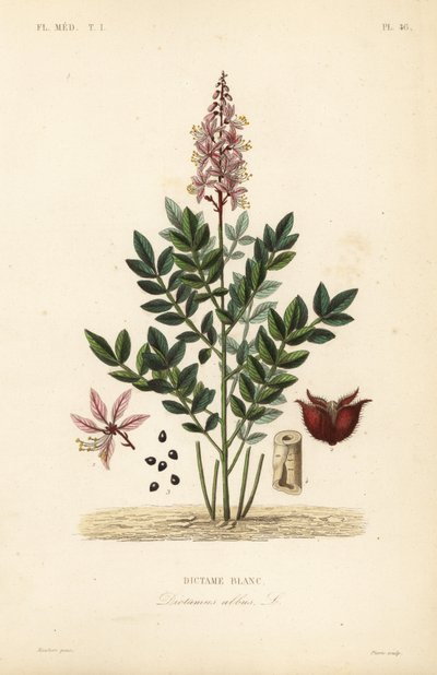 Diptam, Dictamnus albus von Unbekannt