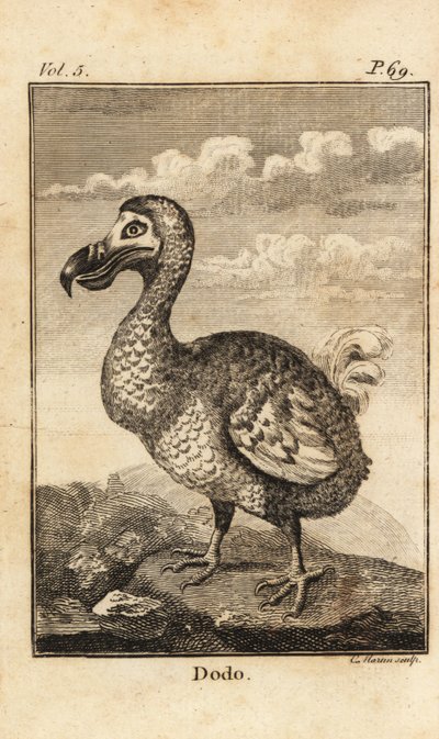 Dodo, Raphus cucullatus, ausgestorbener Vogel von Unbekannt