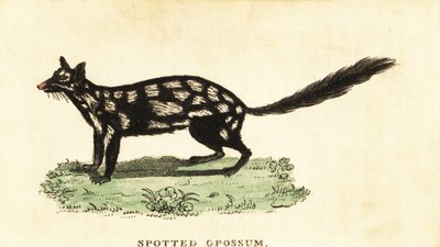 Östlicher Quoll, Dasyurus viverrinus (Gravur) von Unbekannter Künstler