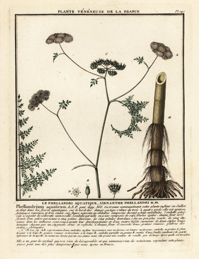 Feinblättriger Wasserfenchel, Oenanthe aquatica von Unbekannter Künstler