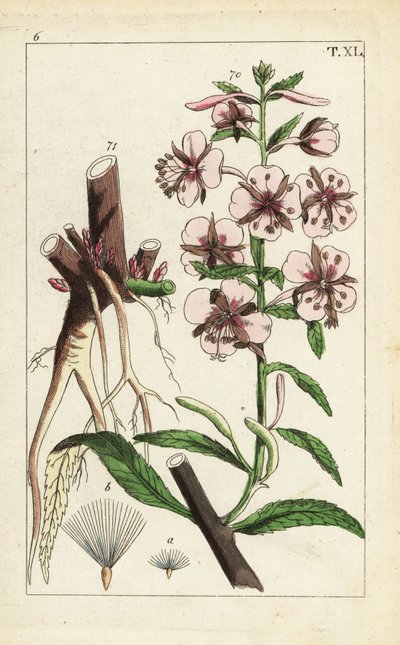 Schmalblättriges Weidenröschen, Epilobium angustifolium von Unbekannter Künstler