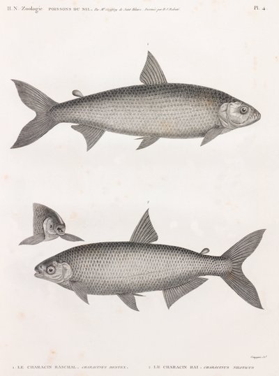 Fisch: Der Characin von Unbekannt