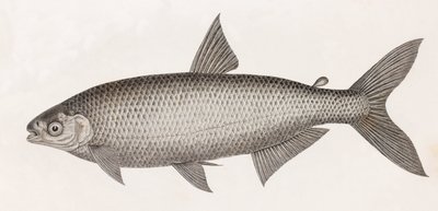 Fische: Le Characin von Unbekannt