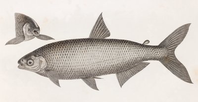 Fische: Le Characin von Unbekannt