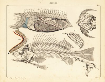 Fischanatomie mit Skelett, Kiemen usw., 1841 (Lithographie) von Unbekannter Künstler