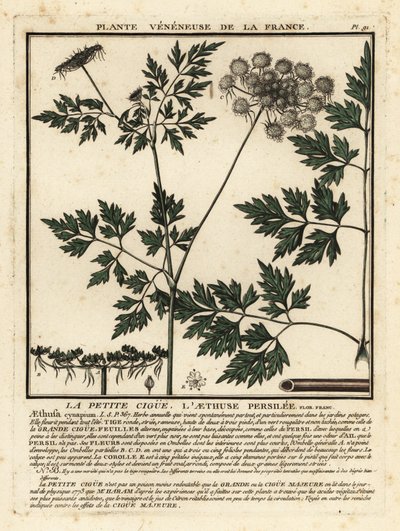 Hundspetersilie, Aethusa cynapium von Unbekannter Künstler