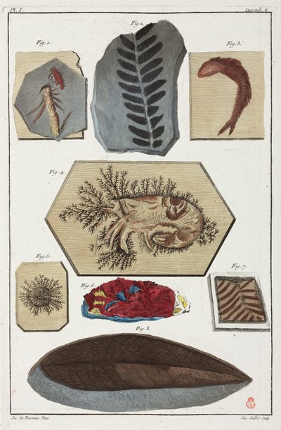 Fossilien, prähistorisch von Unbekannt