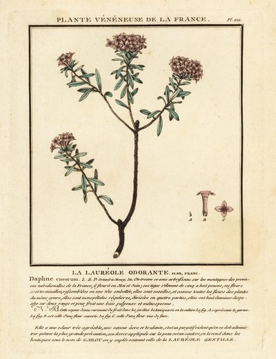 Seidelbast, Daphne cneorum von Unbekannter Künstler