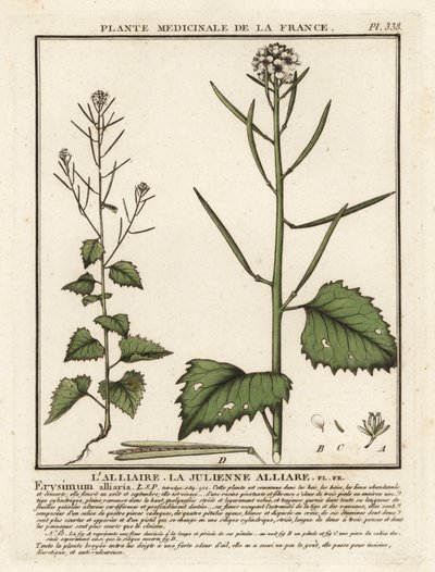 Knoblauchsrauke, Alliaria petiolata von Unbekannter Künstler