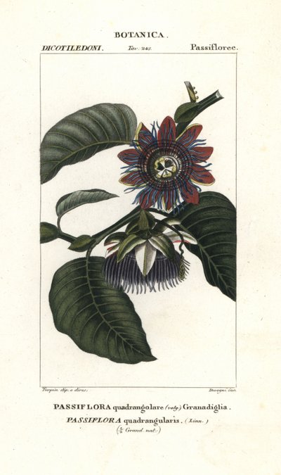 Riesen-Granadilla von Unbekannter Künstler
