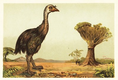 Riesenmoa und Drachenbaum (Lithografie) von Unbekannter Künstler