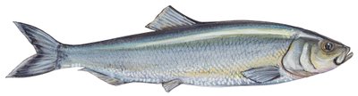 Atlantischer Hering (Clupea harengus) von Unbekannter Künstler