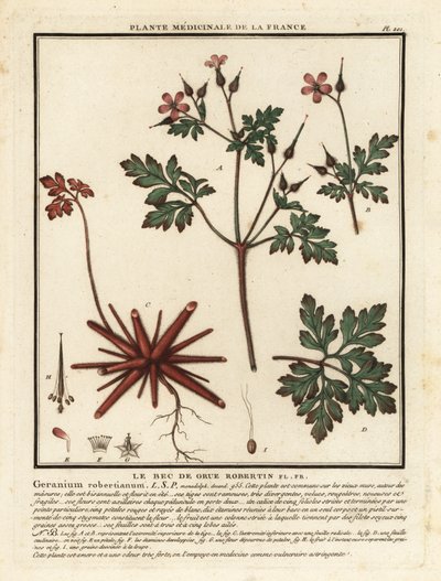 Stinkender Storchschnabel, Geranium robertianum von Unbekannter Künstler