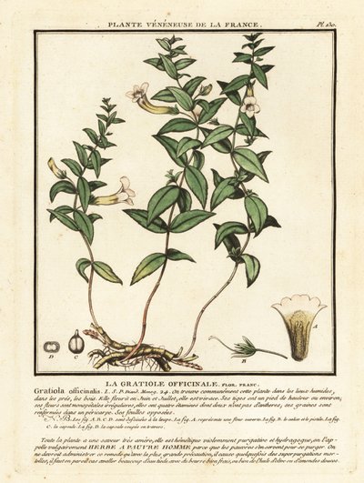 Gnadenkraut, Gratiola officinalis von Unbekannter Künstler