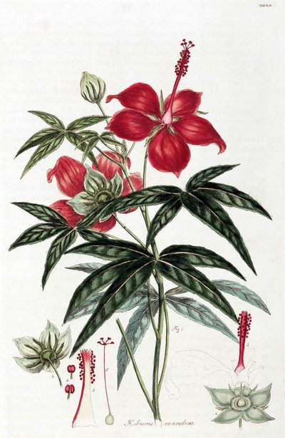 Hibiskus von Unbekannt