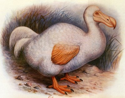 Illustration/Didus solitarius/Weißer Dodo von der Réunion/Solitär von Unbekannt