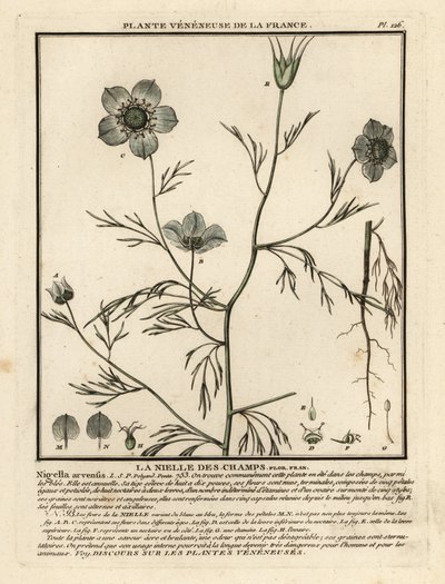 Jungfer im Grünen, Nigella arvensis von Unbekannter Künstler