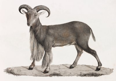 Säugetiere: ein Berberschaf von Unbekannt