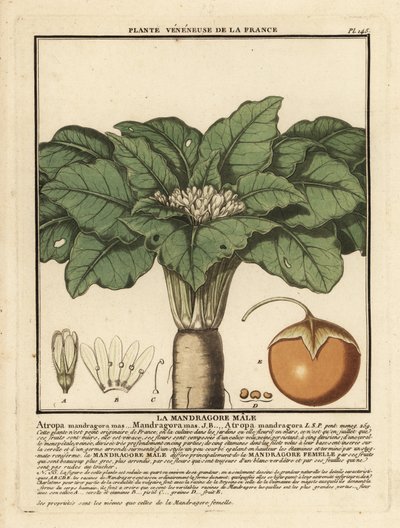 Alraune, Mandragora officinarum von Unbekannter Künstler