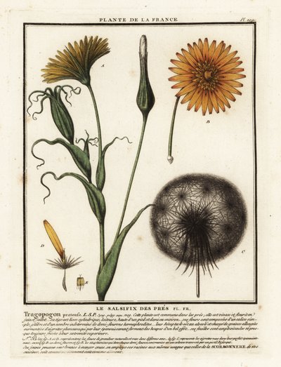 Wiesen-Bocksbart, Tragopogon pratensis von Unbekannter Künstler
