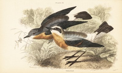Steinschmätzer, Oenanthe oenanthe. 1889 (Gravur) von Unbekannter Künstler