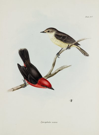 Vogelpaar, ca. 1832-1836 von Unbekannter Künstler