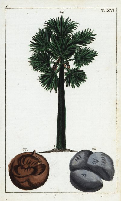 Palmyrapalme, Borassus flabellifer von Unbekannter Künstler