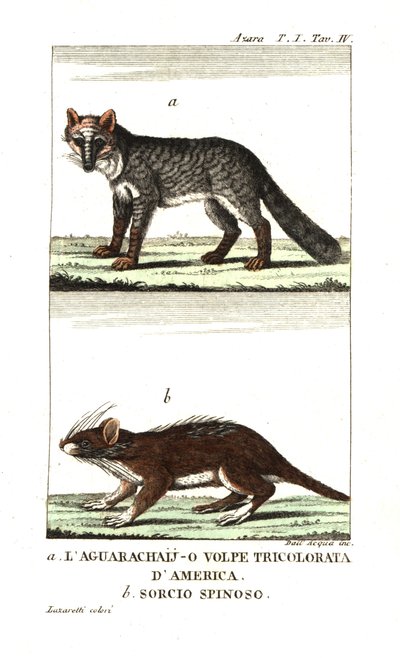 Pampasfuchs oder Aguarachay von Unbekannter Künstler
