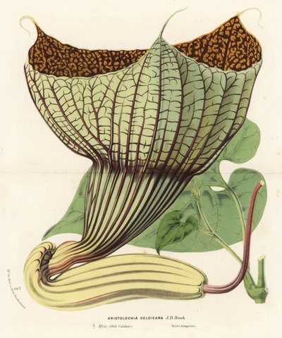 Pararistolochia goldieana (Aristolochia goldieana). Handkolorierte Lithographie aus Louis van Houtte und Charles Lemaire