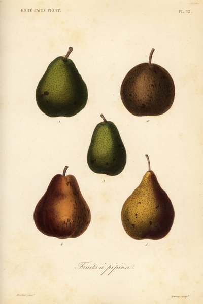 Birnensorten, Pyrus communis von Unbekannt