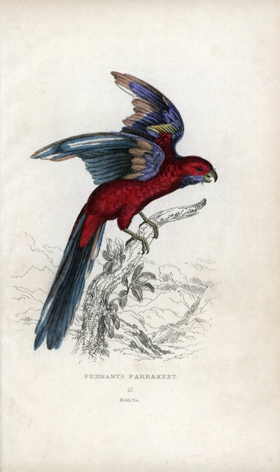 Pennantsittich, Psittacus pennantii. Platycercus elegans von Unbekannter Künstler