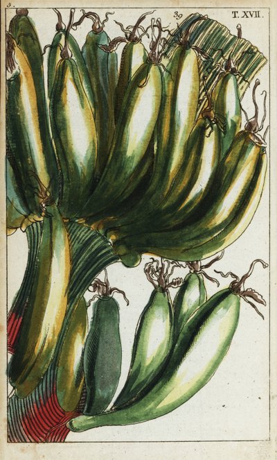 Kochbananen, Musa x paradisiaca von Unbekannter Künstler