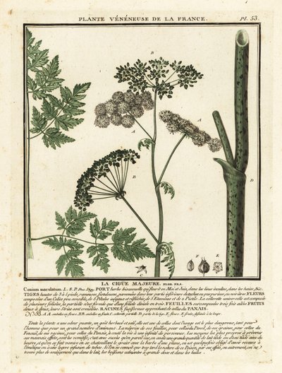 Gefleckter Schierling, Conium maculatum von Unbekannter Künstler