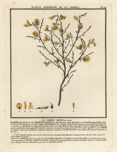 Purgier-Ginster, Cytisus purgans von Unbekannter Künstler