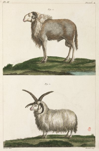 Widder von Unbekannt