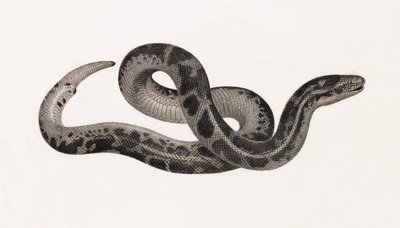 Reptilien: Eine Schlange aus Thebais von Unbekannt